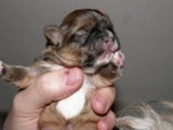 Vid�o de 0 a 1 mois shihtzu